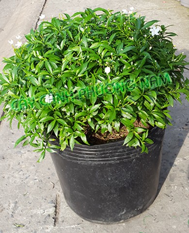 Cây Mai Tiểu Thơ