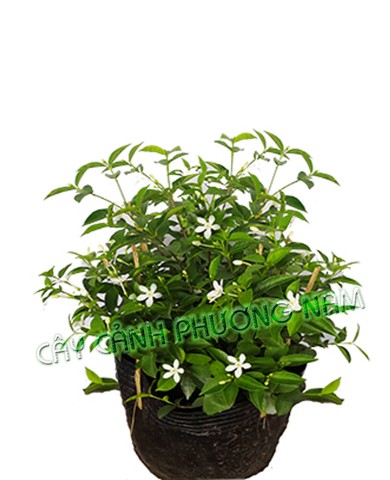 Cây Mai Chỉ Thiên