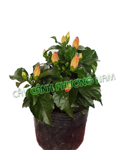 Cây Bụp Thái Hồng