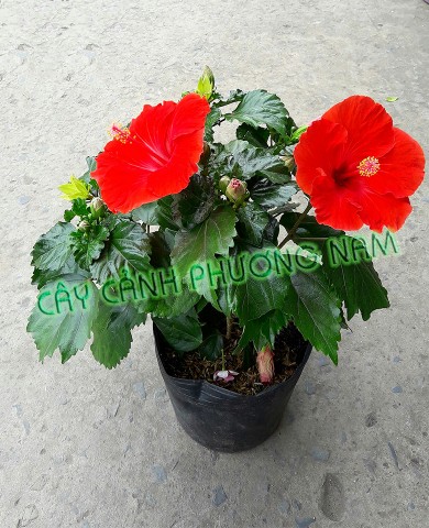 Cây Bụp Thái đỏ