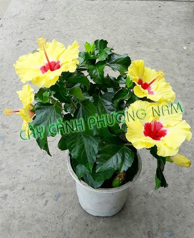 Cây Bụp Thái vàng