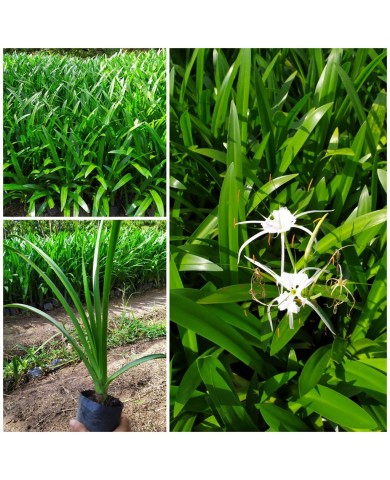 Cây Bạch Trinh Biển