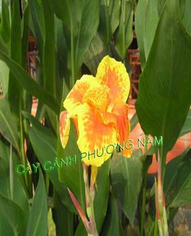 Cây Huệ Chuối