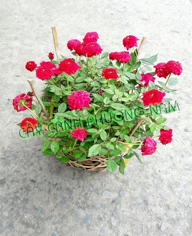 Cây Hồng Tỉ muội