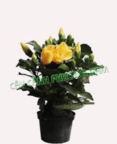 Cây Bụp Thái cánh kép