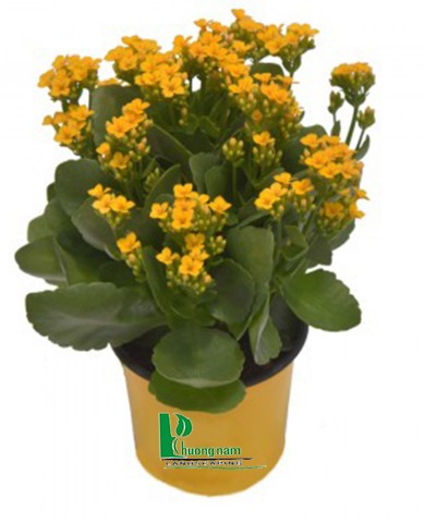 Cây sống đời 94