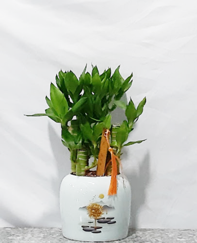 Chậu cây phát tài