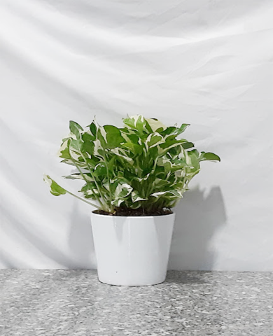 Chậu cây Trầu bà Ngọc Thảo