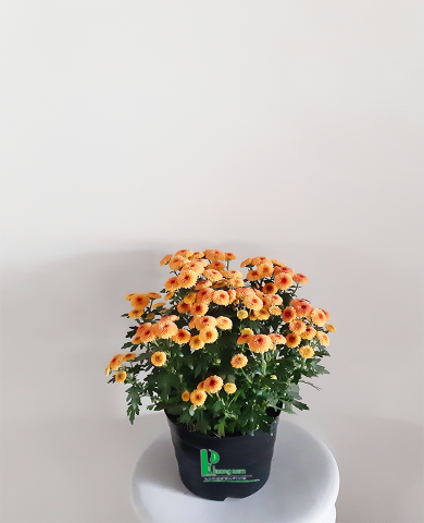 Hoa cúc Đà lạt 01