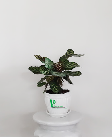 CHẬU CÂY ĐUÔI PHỤNG