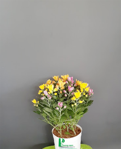 CHẬU CÚC NHIỀU MÀU