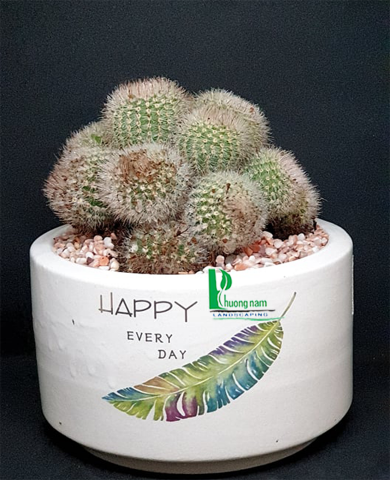 Cây xương rồng 201