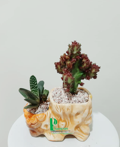 Cây xương rồng 204