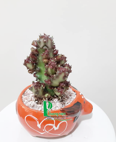 Cây xương rồng 206