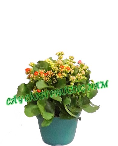 Cây sống đời 68