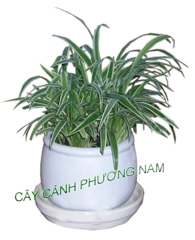 Cỏ Lan Chi
