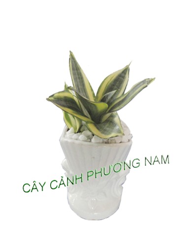Cây Lưỡi Mèo
