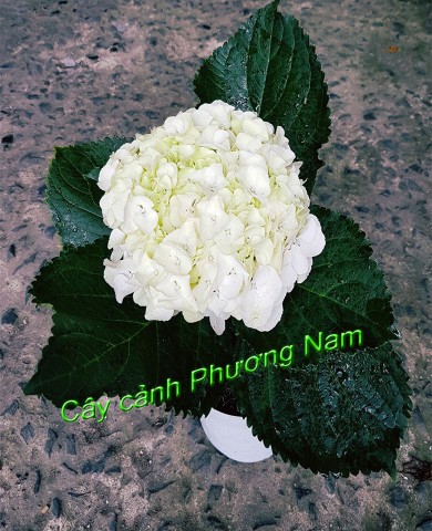 Cây Cẩm Tú Cầu