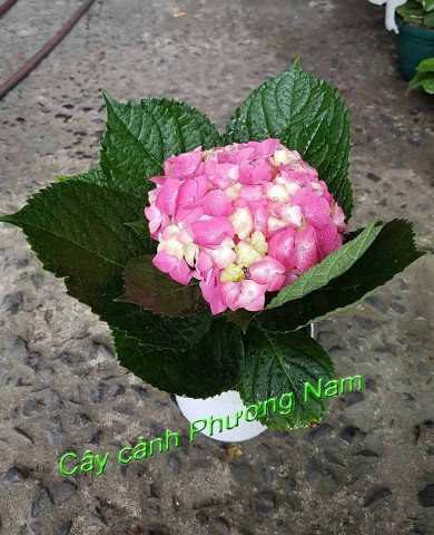 Cây Cẩm Tú Cầu