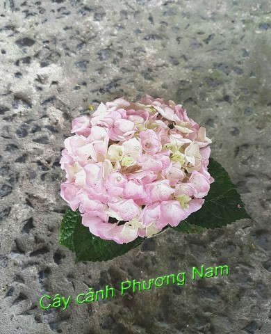 Cây Cẩm Tú Cầu