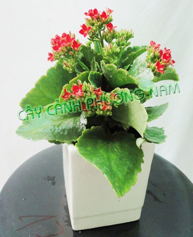 Hoa sống đời