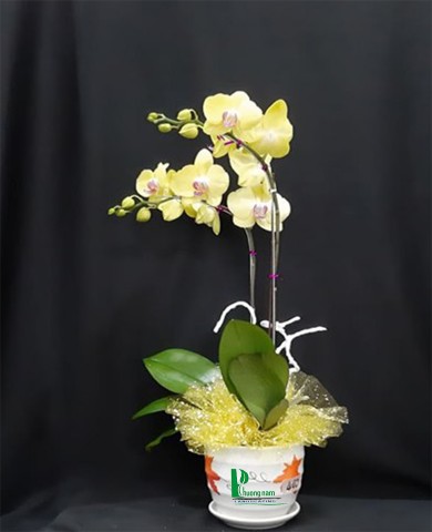 Chậu lan hồ điệp 51
