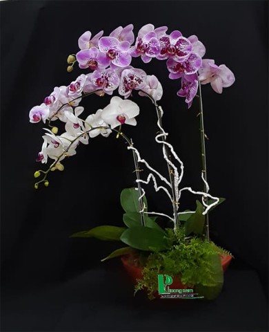 Chậu lan hồ điệp 52