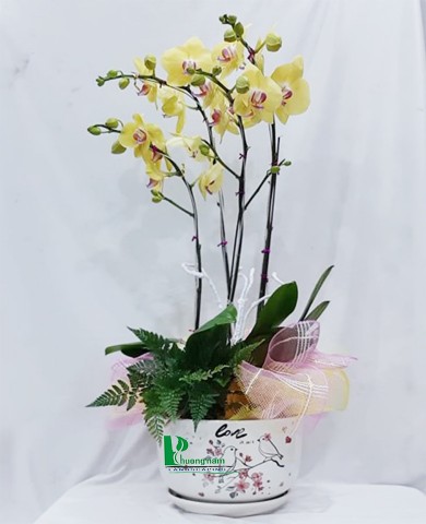 Chậu lan hồ điệp 55