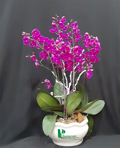 Chậu lan hồ điệp 56