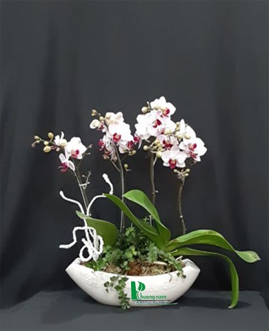 Chậu lan hồ điệp 57