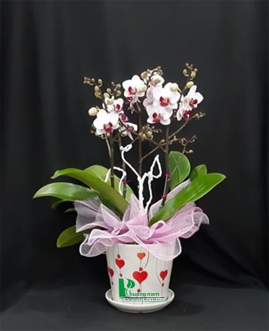 Chậu lan hồ điệp 58