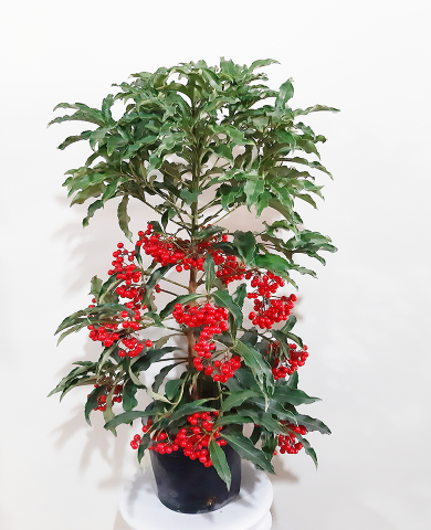 Cây Kim ngân lượng 10