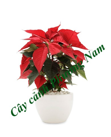 Chậu Cây Trạng Nguyên