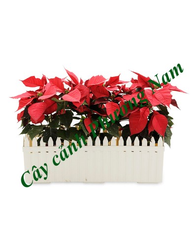 Chậu Cây Trạng Nguyên