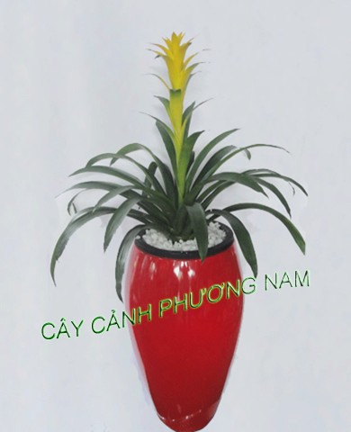 Chậu Phong Lộc Hoa