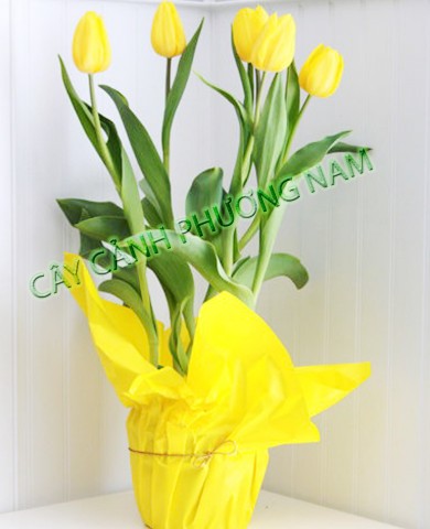 Chậu Hoa TuLip