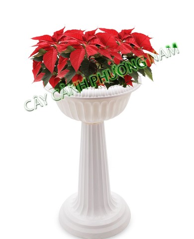 Chậu Cây Trạng Nguyên