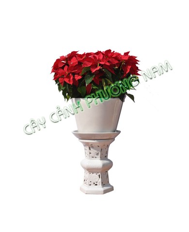Chậu Cây Trạng Nguyên