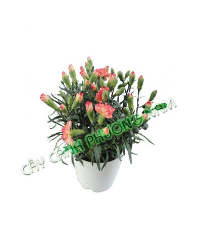 Chậu Hoa Cẩm Chướng