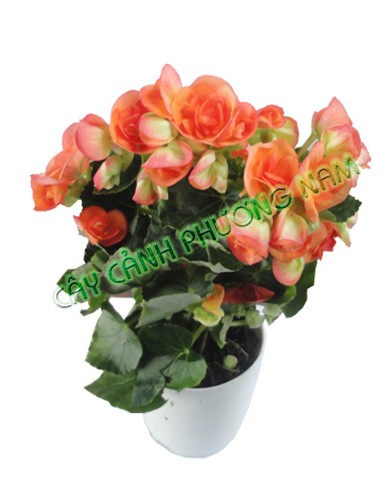 Chậu Hoa Thu Hải Đường