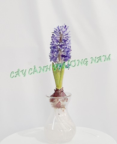 Chậu cây Huệ tây