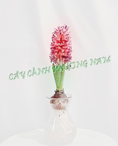 Chậu cây Huệ Tây