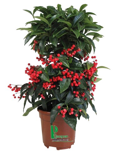 Cây Kim ngân lượng14