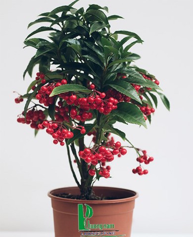 Cây kim ngân lượng15