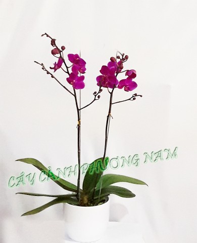 Chậu lan hồ điệp