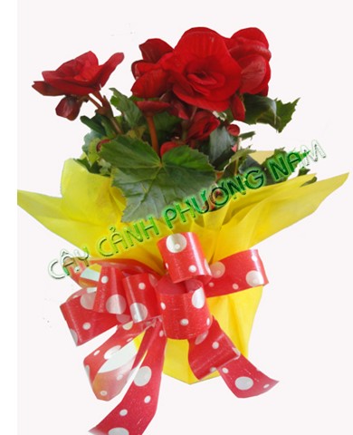 Chậu Hoa Thu Hải Đường