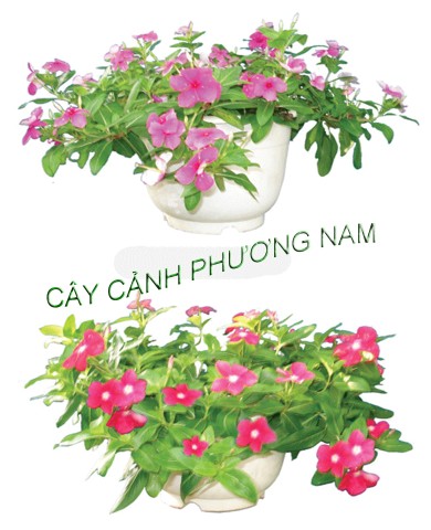 Cây Dừa Cạn