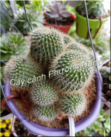 Nguyên nhân khiến cây mọng nước nhanh chết