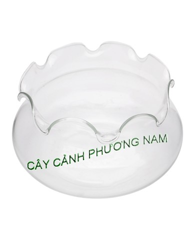 Chậu thủy tinh đế bằng DB01