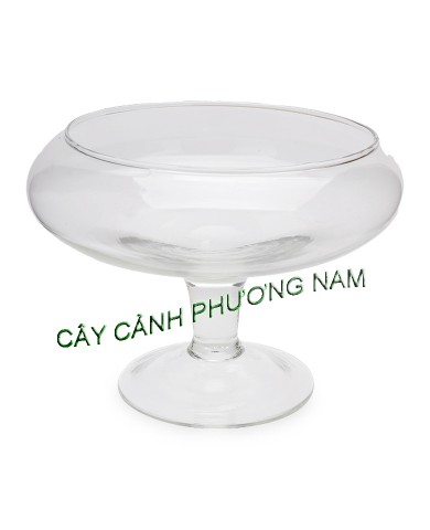 Chậu thủy tinh đế cao DC01